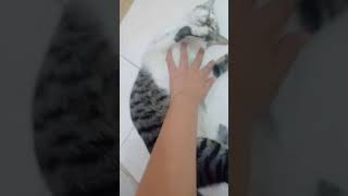 Ticklish Baby Cat 😺🐈