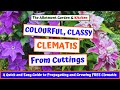Clematis Cuttings Made Simple A Step By Step Beginners Guide To Free Beautiful Blooms 116
