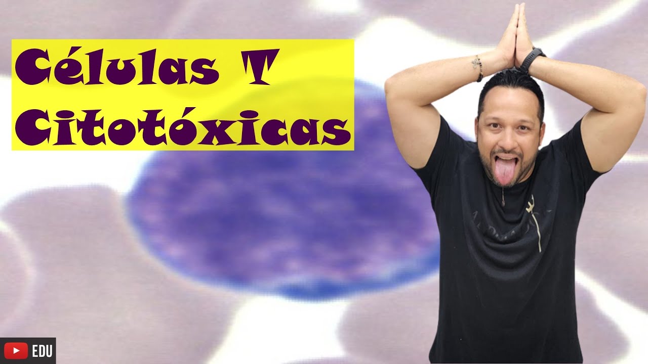 Linfócitos T Citotóxicos ou Células T Citotóxicas - Leucócitos - Células de Defesa - Sistema Imune