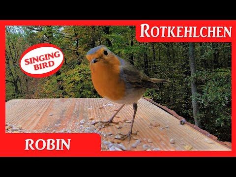 Das Rotkehlchen mit Gesang - Robin Bird singing