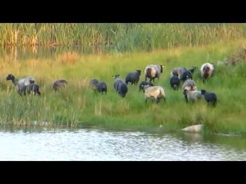 , title : 'Sheep and lambs on an excursion'