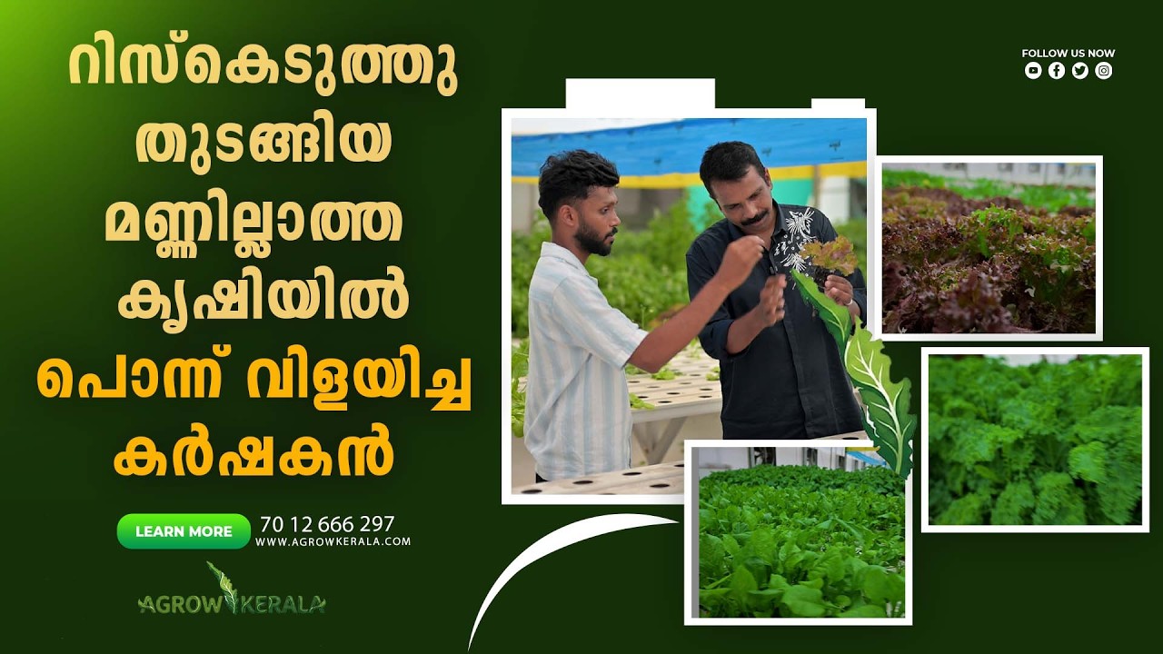 The farmer who took a risk and grew gold in soilless farming