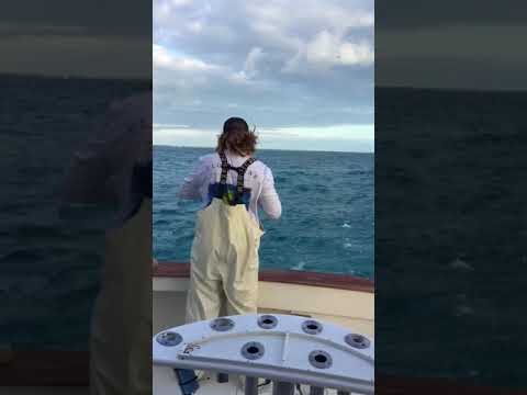 Catching pilchards in islamorada
