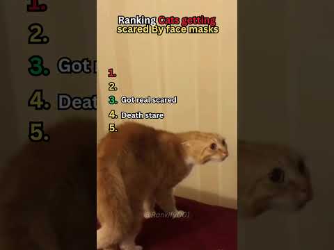 Ranking Cats getting scared By face masks #shoertsvideo #funny #cat