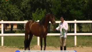 Cómo dominar a un caballo