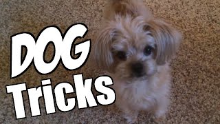 preview picture of video 'Dog Tricks with Cuddles the Yorkie Poo'