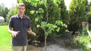 Staking A Tree - Here's A Better Method