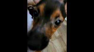 Miniature Pinscher Puppies Videos