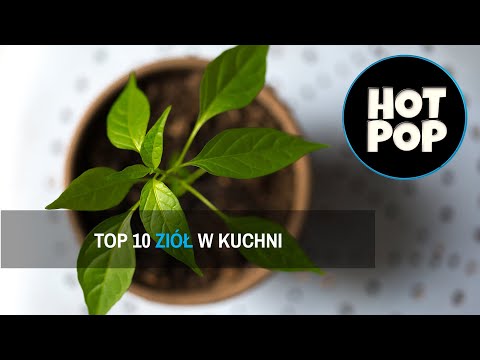 TOP 10 - ZIOŁA, KTÓRE MUSISZ MIEĆ W KUCHNI