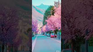 Download lagu La vie en rose #switzerland #youtubeshorts #shorts #nature #travel #cherryblossom mp3