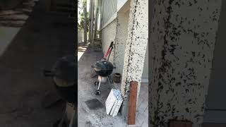 Lovebugs in Florida. It was wild driving. #lovebugs #swarming #florida