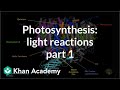 Photosynthesis: Light Reactions 1