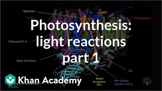 Photosynthesis: Light Reactions 1