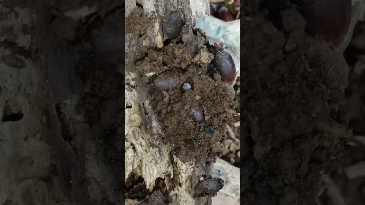 園路で良さげな朽木を見つけてひっくり返しコシビロダンゴムシのコシを確認するまで