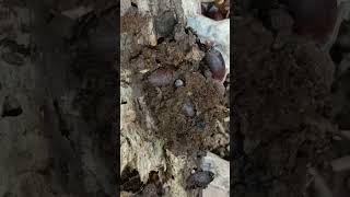 園路で良さげな朽木を見つけてひっくり返しコシビロダンゴムシのコシを確認するまで