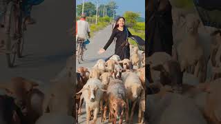 Download lagu Har Dil Jo Pyar Karega | Rani Mukherjee | Salman Khan | Sommya Jain mp3 Download lagu Har Dil Jo Pyar Karega | Rani Mukherjee | Salman Khan | Sommya Jain mp3