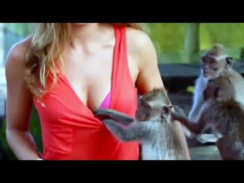 Les MONDES drôles font toujours de nous rire - Epic Funny Monkeys Stealing Compilation