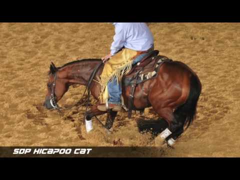 Hydrive Cat Leading Sire