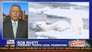 Fox News Guest: 'No Question' That Polar Bears Are 'Thriving'