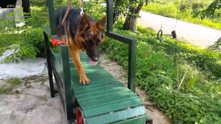 Download lagu German shepherd training... mp3