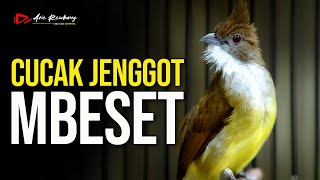 Download lagu MASTERAN CUCAK JENGGOT GACOR FUL BESET mp3
