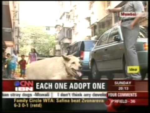 CJ SHOW, A DOGS LIFE