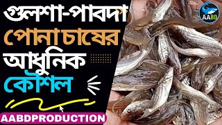 গুলশা পাবদার অধিক পোনা উৎপাদনের আধুনিক কৌশল