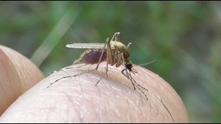 Технология укуса комара в высоком качестве