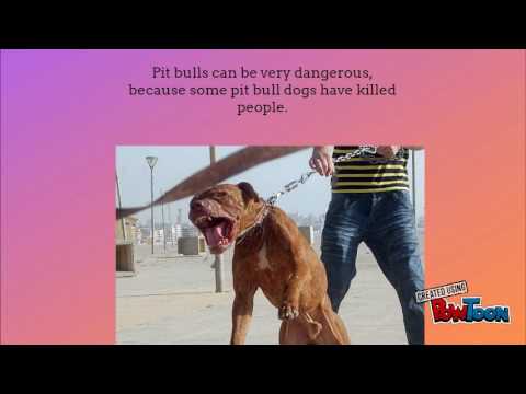 Should people  be allowed to keep pit bull dogs?