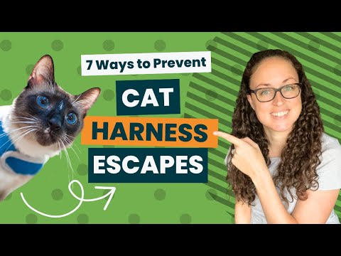 The Truth About Escape-Proof Cat Harnesses