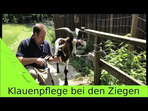 , title : 'Klauenpflege bei den Ziegen , Klauen schneiden'