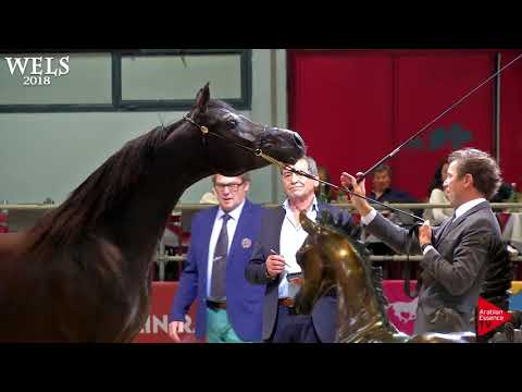 N.46 SHAYAN DE MAGNIFIQUE - Wels 2018 - 2 Years Old Colts (Class 4)