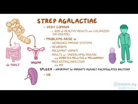Osmosis microbiology streptococcus agalactia