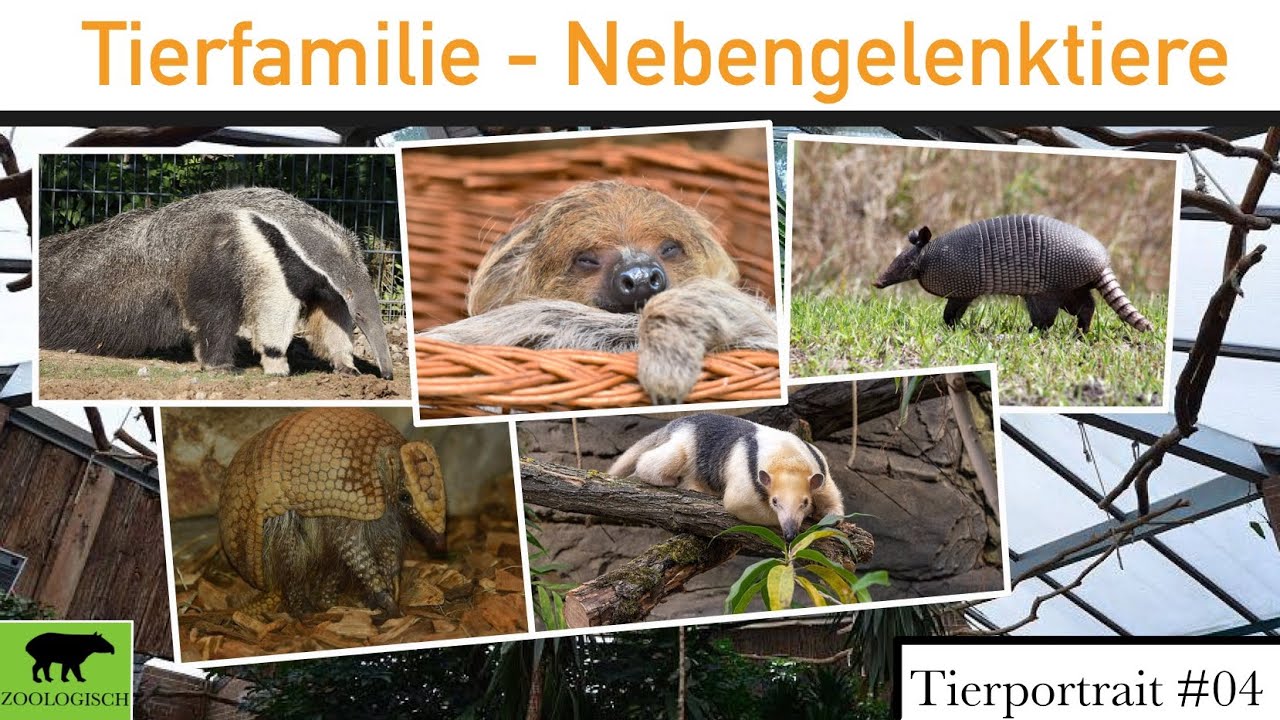 Alles was ihr über Nebengelenktiere wissen müsst in 8 Minuten | Tierportrait #04