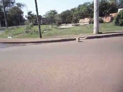 Maximo  Gladiador Caceres, en jugada  que le  costo  la vida