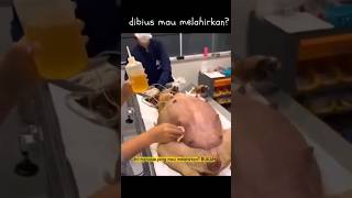 Download lagu hewan anjing melahirkan #faktahewan #hewan #anjing #zalikapunyacerita #shorts #2023 mp3 Download lagu hewan anjing melahirkan #faktahewan #hewan #anjing #zalikapunyacerita #shorts #2023 mp3