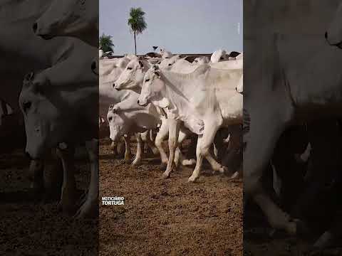 Agropecuária São Marcos mostra eficiência na terminação intensiva | Noticiário Tortuga
