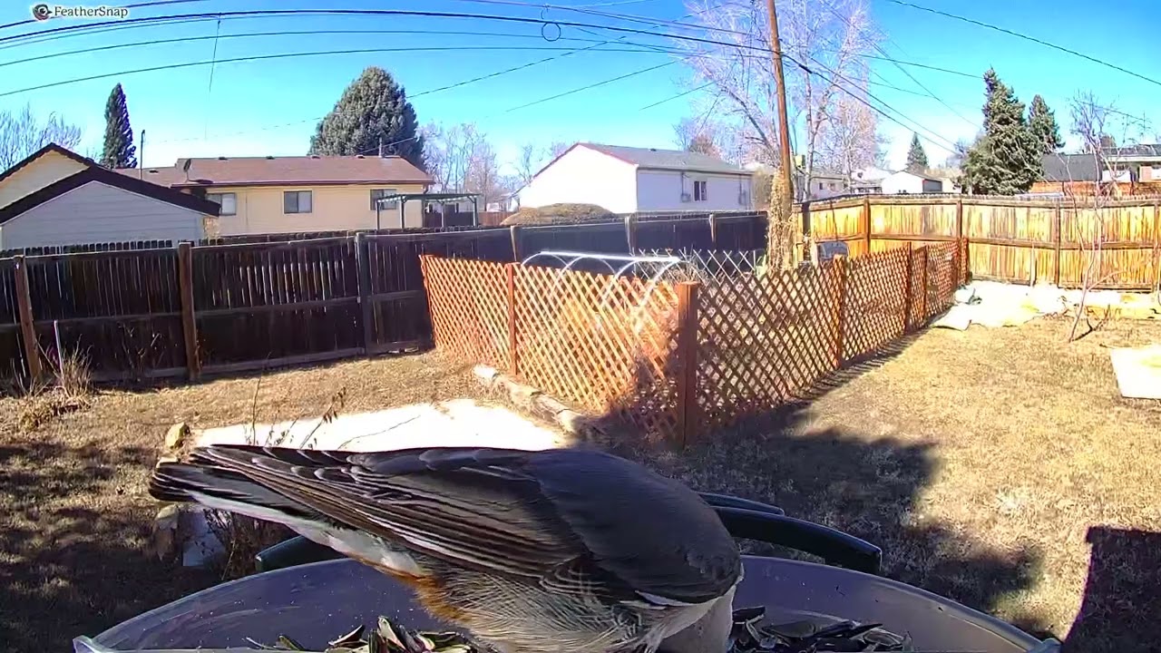 Feathersnap Scout Bird Feeder - Sample footage - YouTube