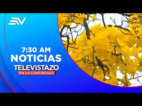 Los guayacanes amarillos florecieron en Zapotillo, Loja  | Televistazo | Ecuavisa