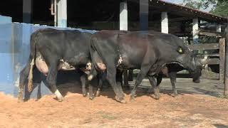 Vídeo 21 - 1ª ETAPA MEGA LIQUIDAÇÃO TOTAL AGROPECUÁRIA MARAJOARA - DIA 4 | GADO GIROLANDO E HOLANDÊS