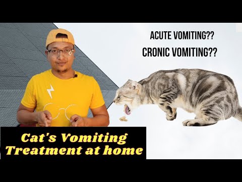 Cat's Vomiting Treatment at home| Types of Cat Vomiting in hindi| Must Watch