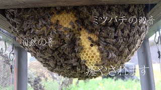 【観察動画・自然の音BGM】分蜂直後 雨の日のニホンミツバチのささやき