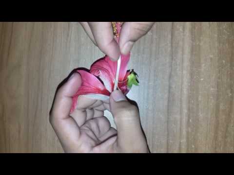 Dissection of Hibiscus Rosa Sinensis