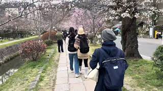 哲學之道前段20250401花況