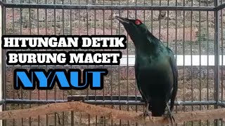 Download lagu Perling Kumbang Gacor dan teler Full Isian Memanggil Lawan Cucak Keling mp3