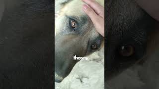 Lip Licking Can Be a Sign of Warning By Dogs!!