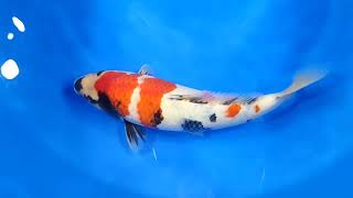 video van Kindai Showa SH-V25-04522