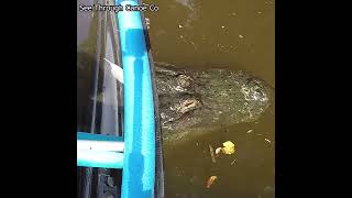 Stuck on a Huge Gator!!! #crazy #loco #insane #fyp #shorts #youtube  #befunnynow #comedyvideos