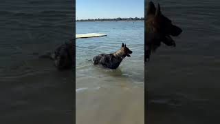 Video preview image #1 German Shepherd Dog Puppy For Sale in Gretna, NE, USA