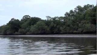 preview picture of video 'manglares de Jambelí - Ecuador'